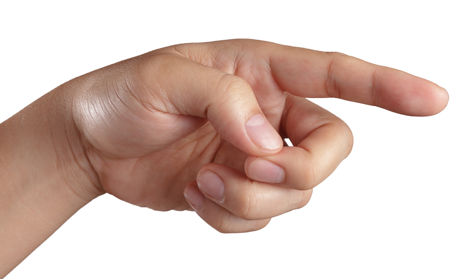 what is the muscle between your thumb and pointer finger